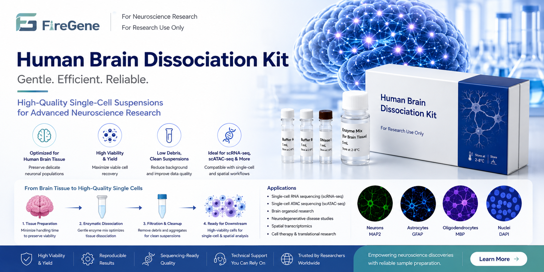 Purchase Human Brain Dissociation Kit for Brain Organoid and scRNA-seq Research | Reliable Neural Tissue Processing Supplier