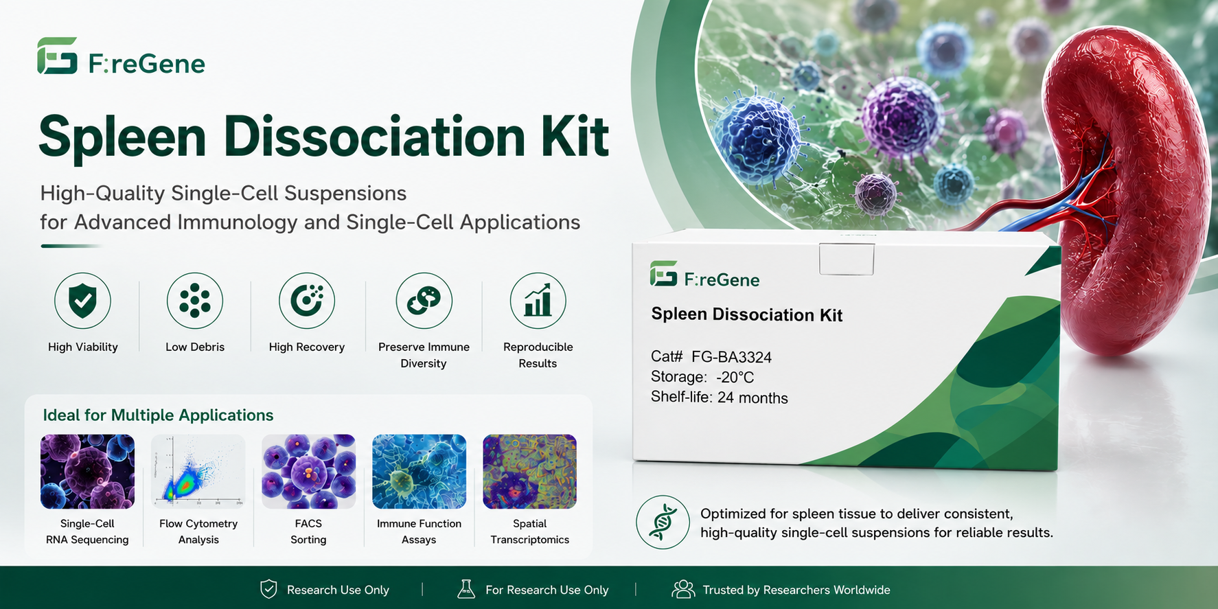 How High-Quality Spleen Dissociation Is Powering the Next Generation of Spatial Transcriptomics and Tumor Immunology Research