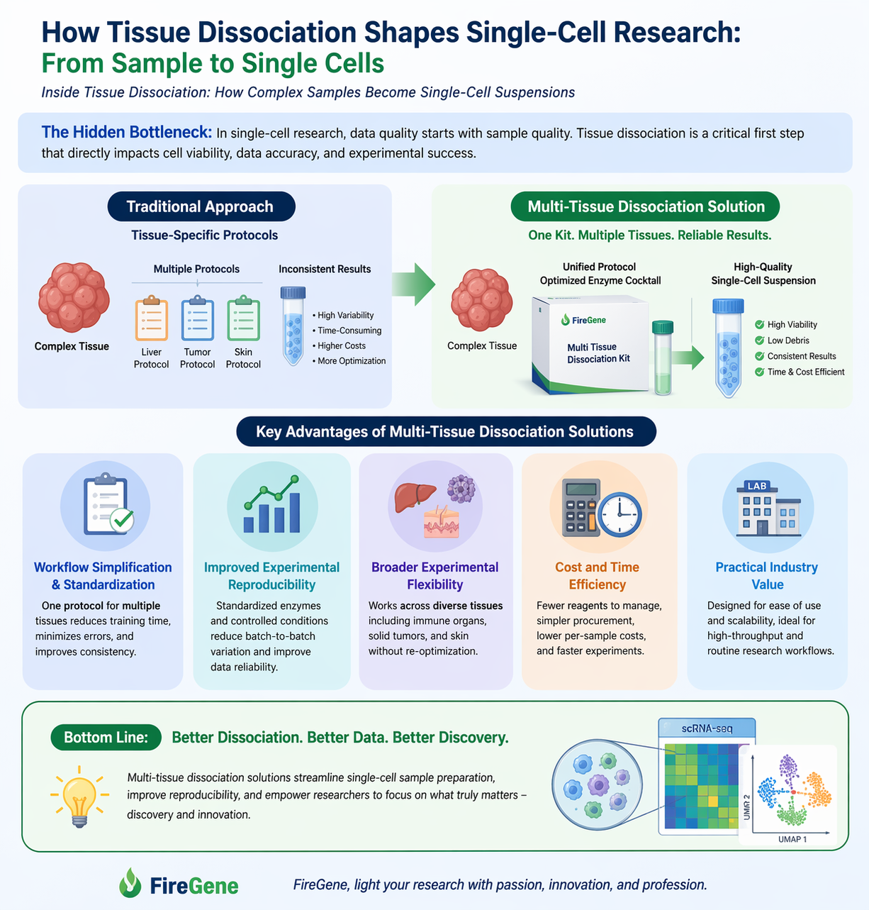 How Tissue Dissociation Shapes Single-Cell Research: From Sample to Single Cells