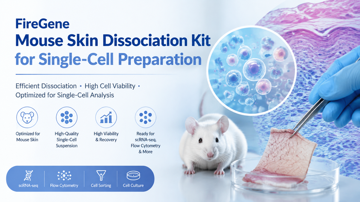 Mouse Skin Dissociation Kit for Single-Cell Preparation: An Essential Tool for High-Quality Skin Single-Cell Analysis