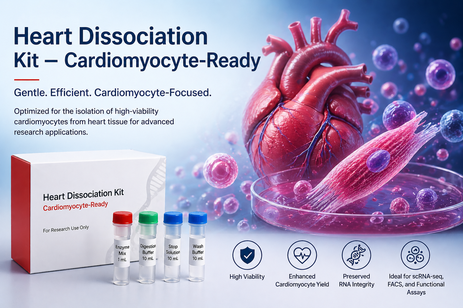 Optimizing Cardiomyocyte Isolation: A Closer Look at the FireGene Heart Dissociation Kit – Cardiomyocyte-Ready