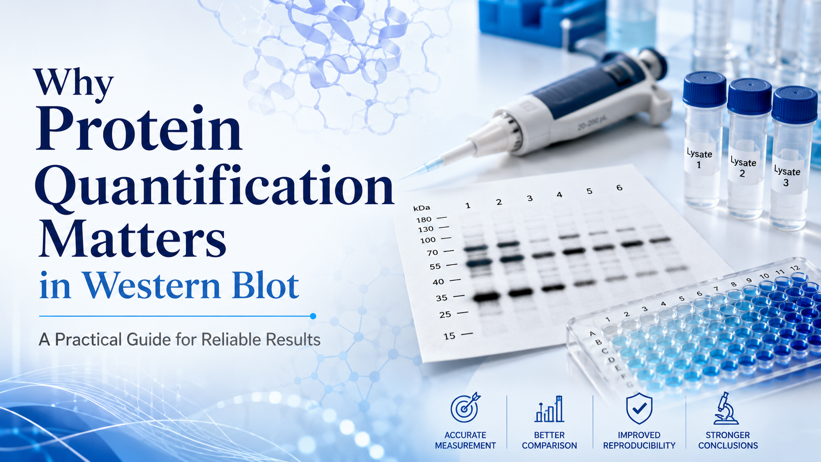 Why Protein Quantification Matters in Western Blot: A Practical Guide for Reliable Results