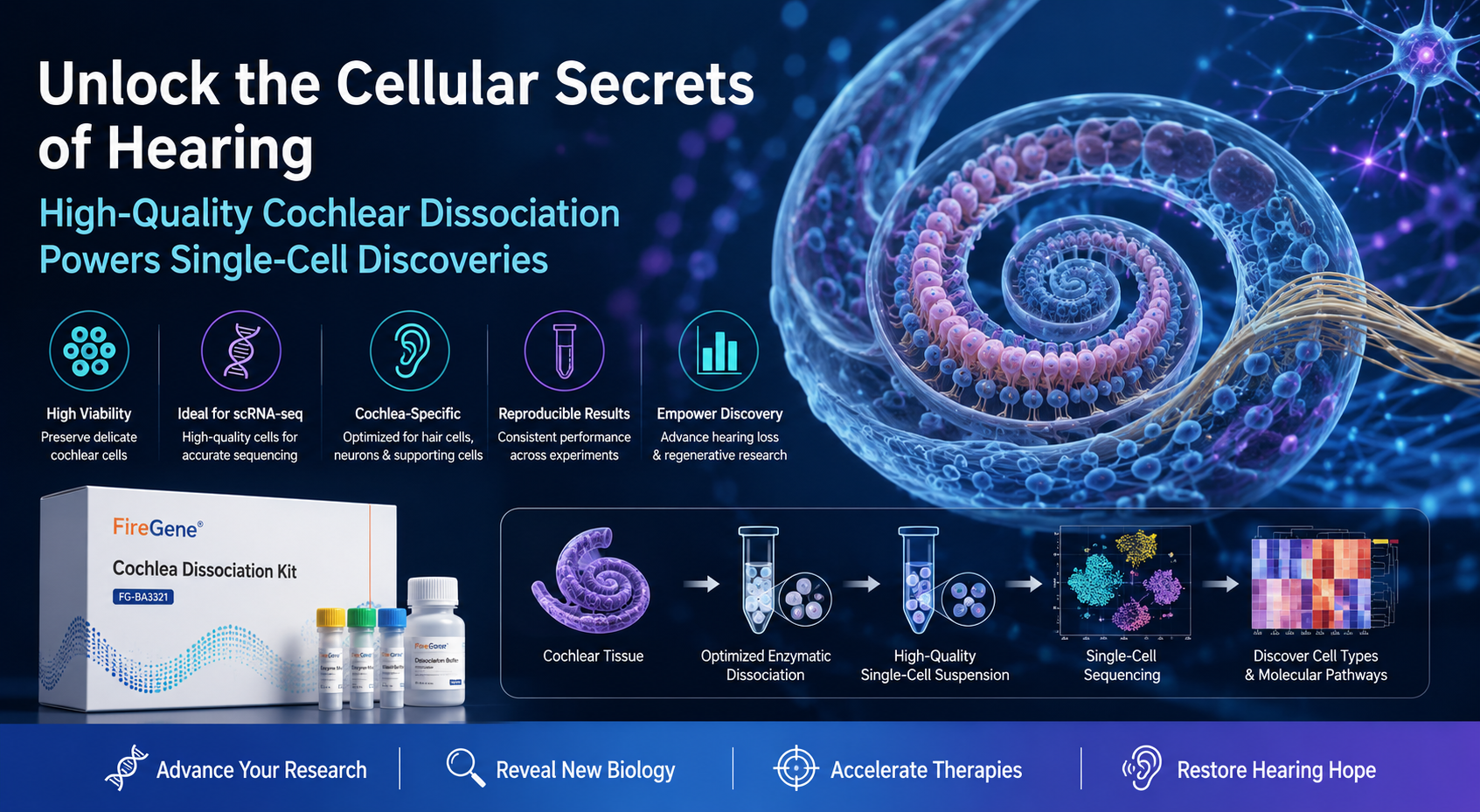 Single-Cell Sequencing and Cochlear Dissociation: Why High-Quality Inner Ear Cell Isolation Matters in 2026