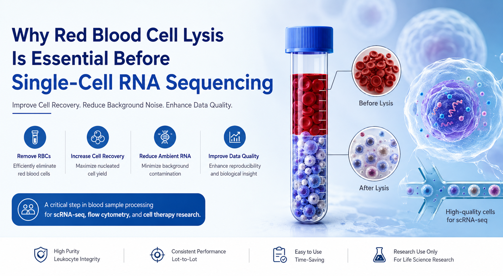 Why Red Blood Cell Lysis Is Essential Before Single-Cell RNA Sequencing (scRNA-seq): Improving Cell Recovery, Data Quality, and Research Reproducibility