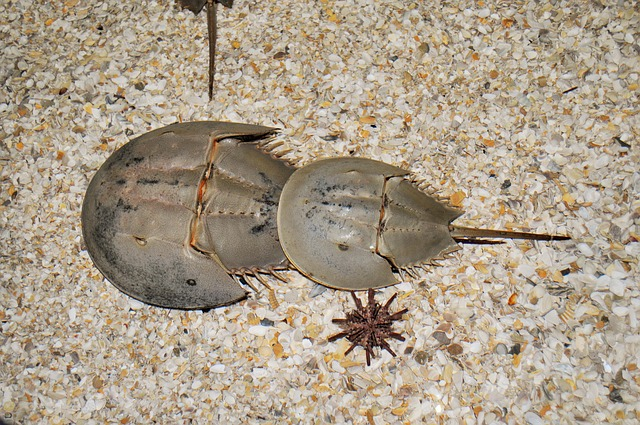 Knowledge of Horseshoe Crab-Based Lysate Reagents