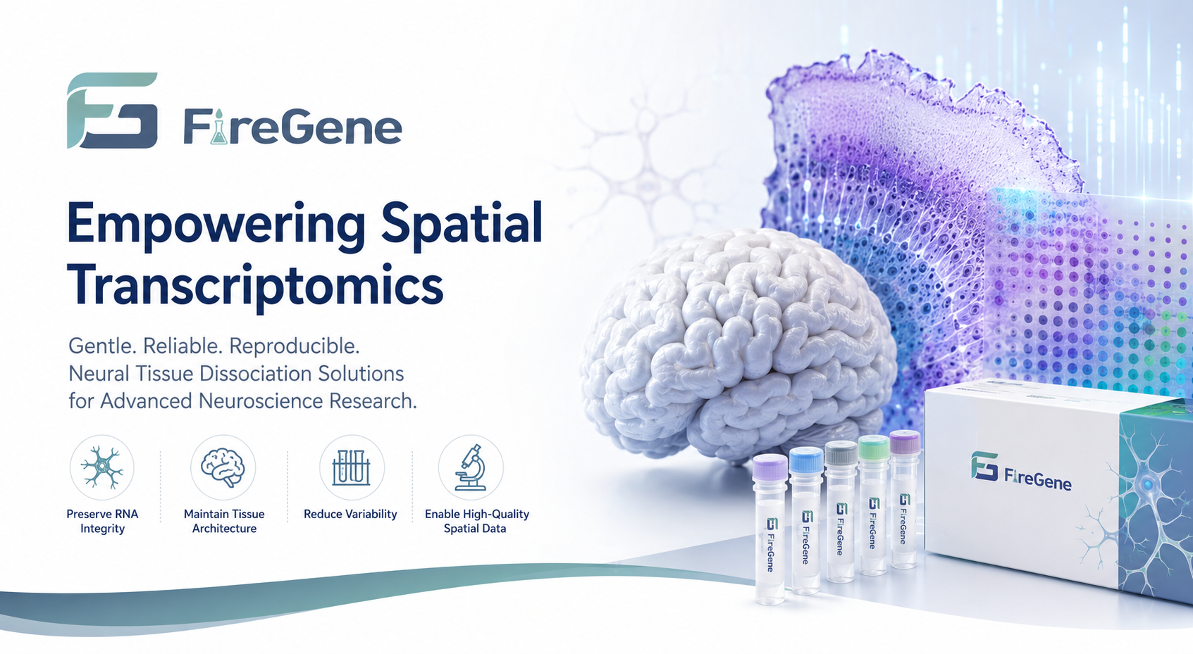 Neural Tissue Preparation for Spatial Transcriptomics | Human Brain Dissociation Workflow for Advanced Neuroscience Research
