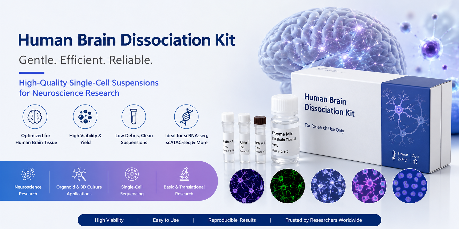 Human Brain Dissociation Kit Supplier for Single-Cell Research | Purchase High-Viability Neural Tissue Dissociation Solutions