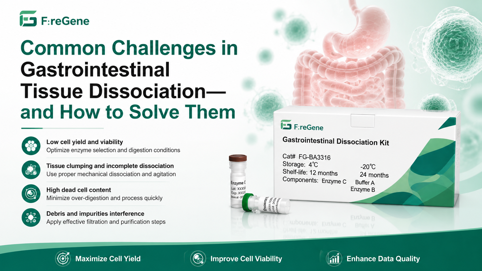 Common Challenges in Gastrointestinal Tissue Dissociation—and How to Solve Them: A Practical Guide for High-Quality Single-Cell Isolation