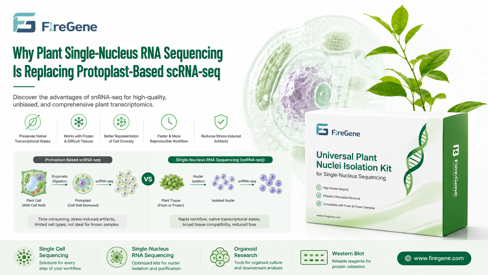 Why Plant Single-Nucleus RNA Sequencing Is Replacing Protoplast-Based Single-Cell RNA Sequencing