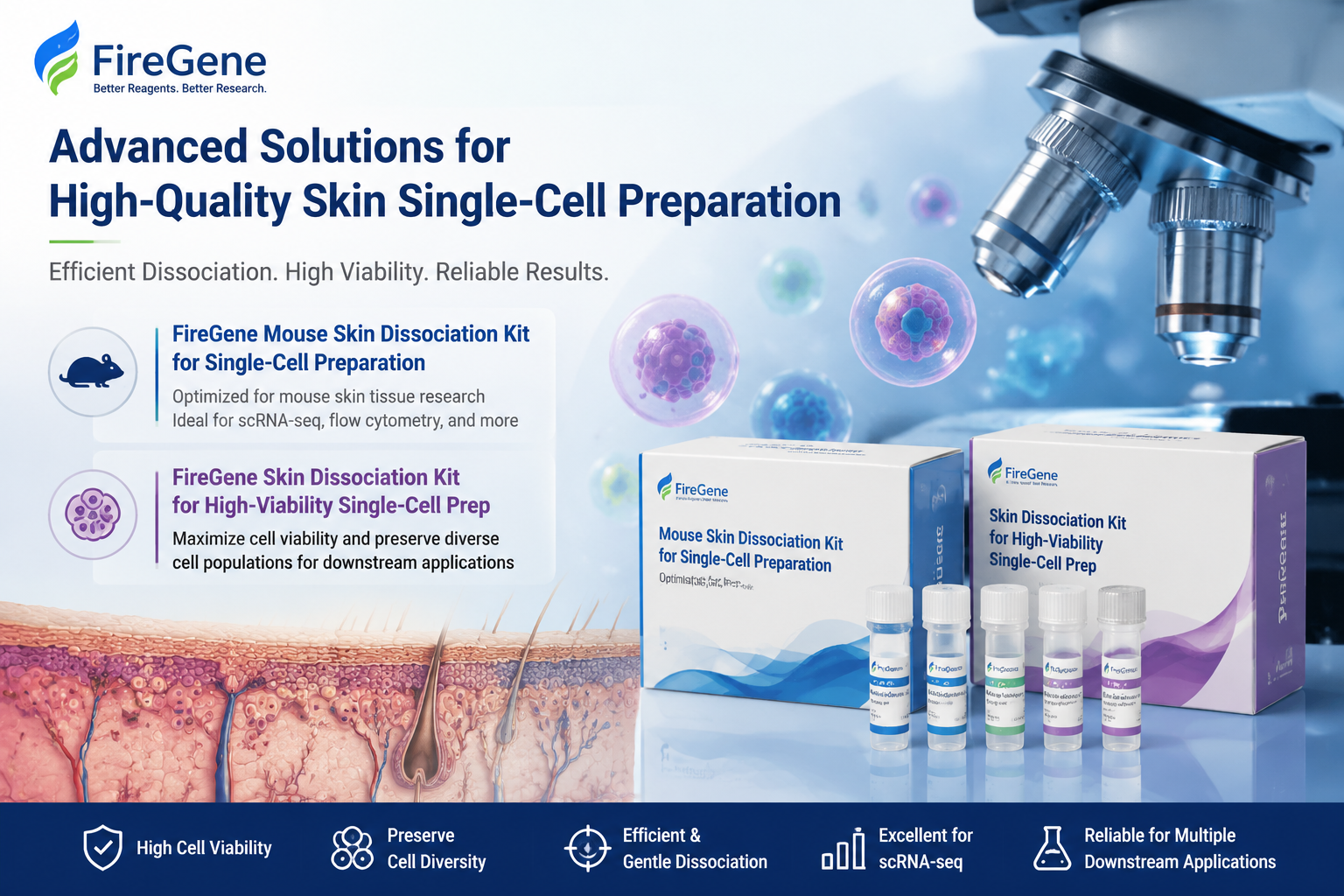 FireGene Skin Dissociation Kits: Advanced Solutions for High-Quality Single-Cell Preparation from Skin Tissue
