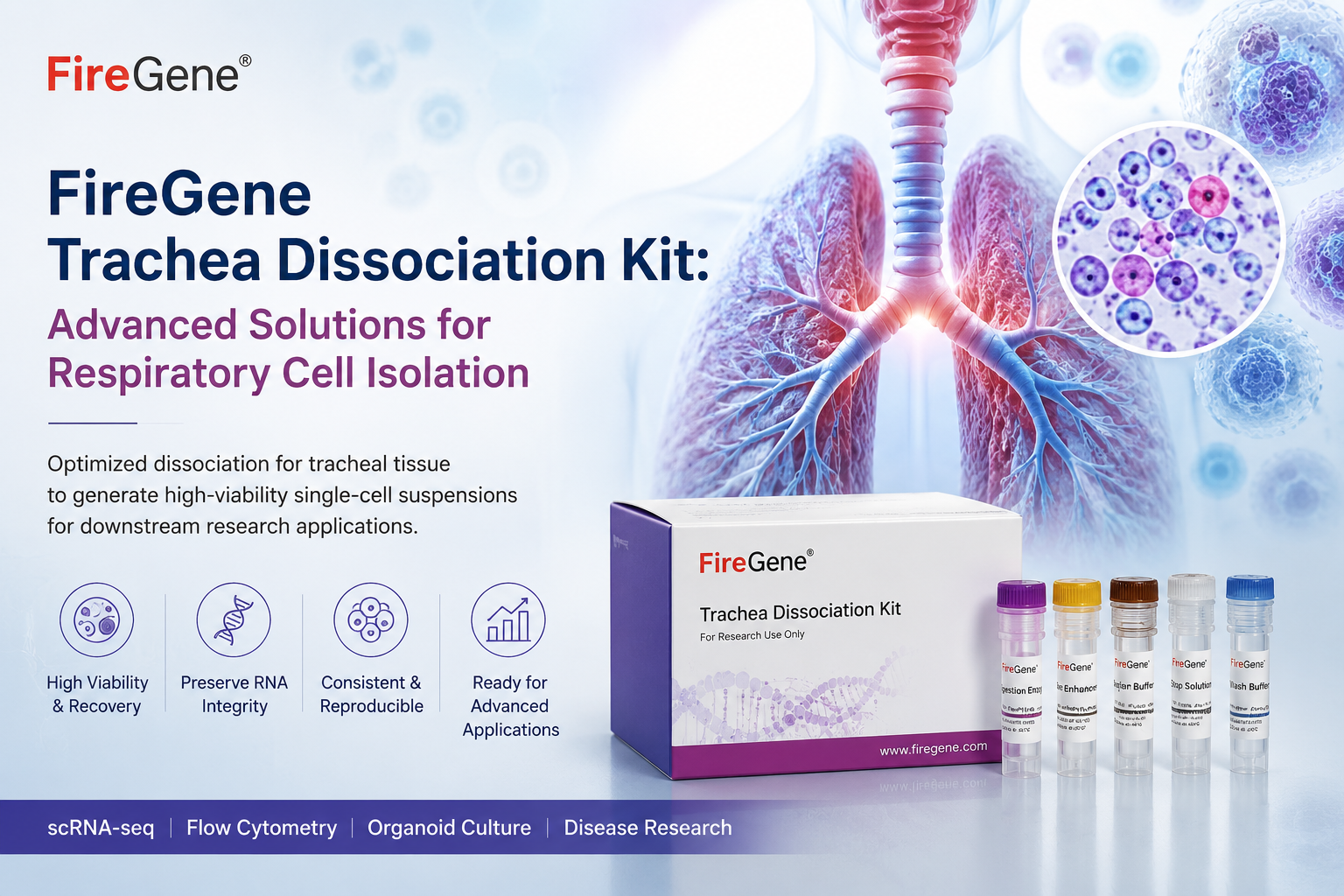FireGene Trachea Dissociation Kit: Advanced Solutions for Respiratory Cell Isolation