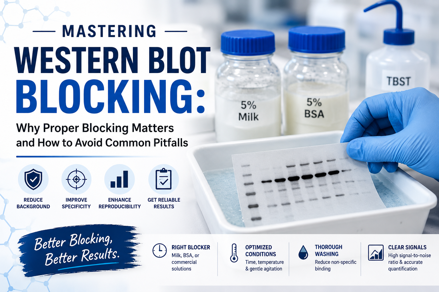 Mastering Western Blot Blocking: Why Proper Blocking Matters and How to Avoid Common Pitfalls