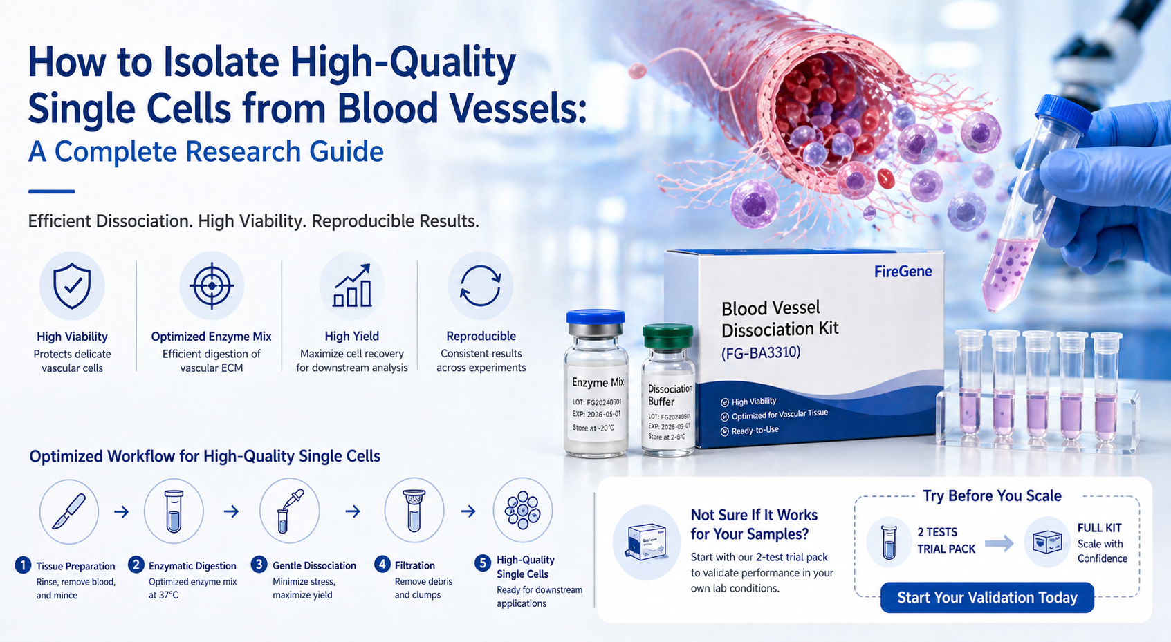 How to Isolate High-Quality Single Cells from Blood Vessels: A Complete Research Guide
