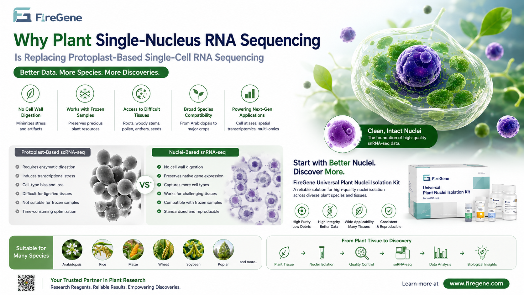 Why Plant Single-Nucleus RNA Sequencing Is Replacing Protoplast-Based Single-Cell RNA Sequencing