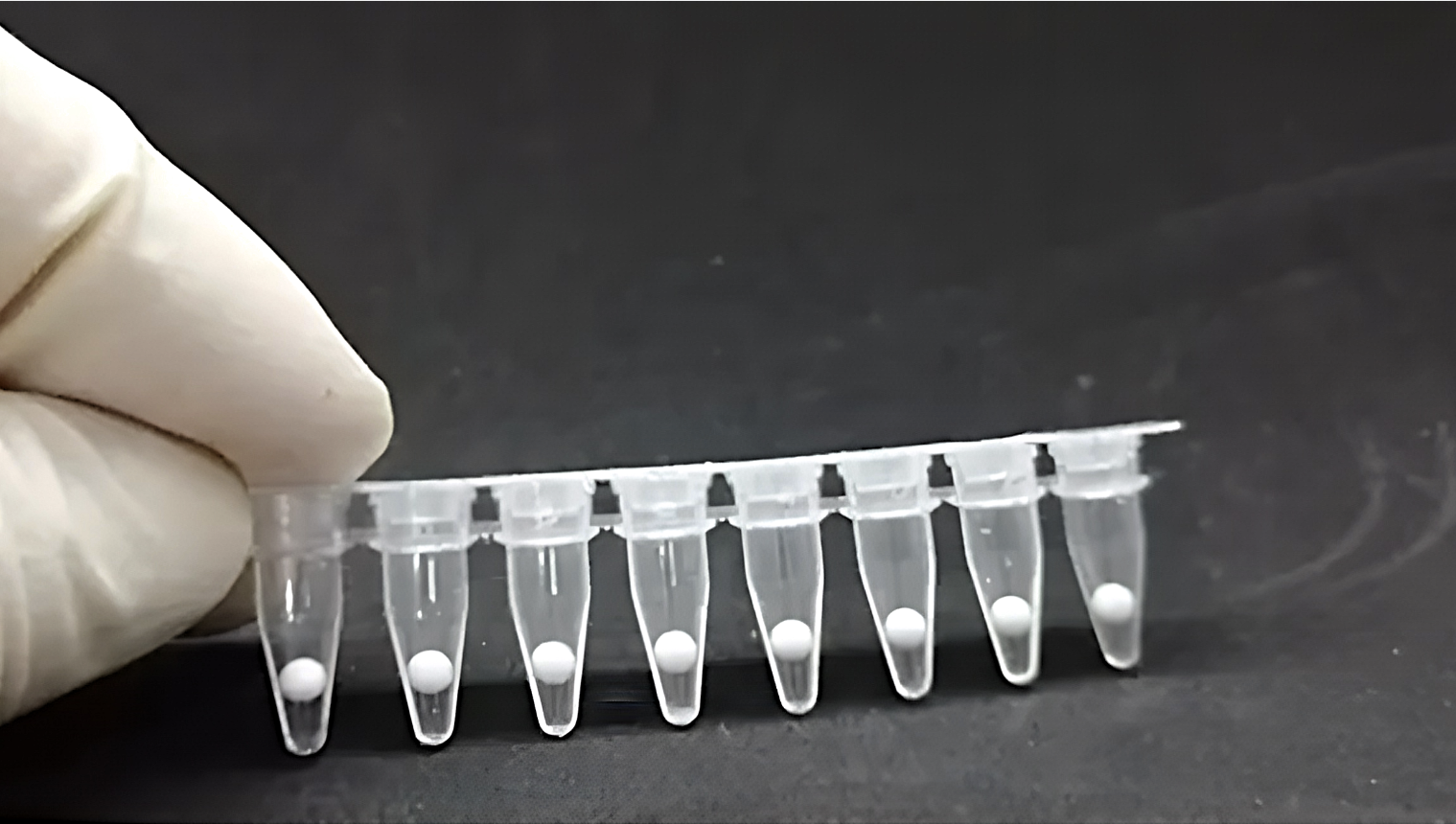 FireGene's lyophilized assay in PCR tube. Lyophilized reagent instant reconstitution demo.